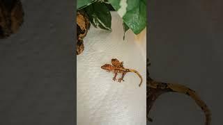 2 headed, 6 legged Crested Gecko Hatchling!!!