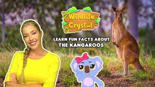 Kangaroo Facts