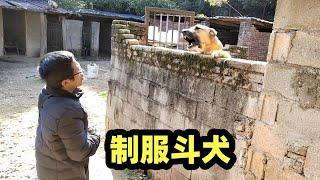 高狼犬即将生产，狗语者老汤请来一位饲养员，报出工资很满意