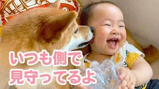 初めて出会った赤ちゃんにビックリしていた柴犬が子どもの成長を見守る優しいお姉さん犬に成長したおはなし