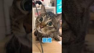 阿吉突然像看到鬼一樣，結果….？【麻吉太郎】 #癱瘓貓 #貓 #可愛 #cute #shorts