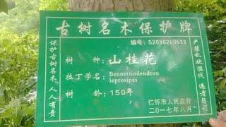 搞笑，这棵150多年的山桂花树出轨了？我们一起来了解一下