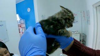 Kitten crying during vaccination.