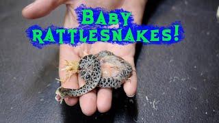 BABY RATTLESNAKES ARE HERE!!!