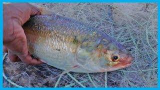 Exclusive Hilsa Fish Hunter Catching Live Hilsa Fish in Deep River I Fish Corn