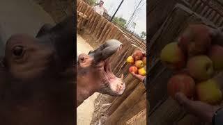 Hippopotamus squeeze apple juice Hippopotamus Hippopotamus video Wildlife close up