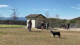 Dexter @ Big Sky Dog Park Simi Valley, CA