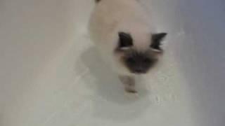 Hunter the Birman takes a dip!