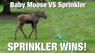 BABY MOOSE ATTACKS SPRINKLER!