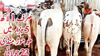 Malumor Mandi Jhang Dajili Dhani Sahiwal Cholistani Bachre 2023 || Global Village Farming