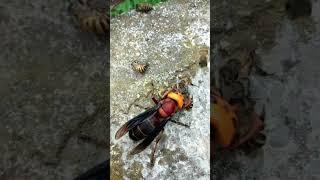 Little bee vs. hornet