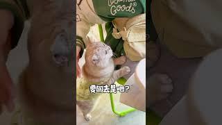 猫都这么没有耐心嘛？ #阿咪