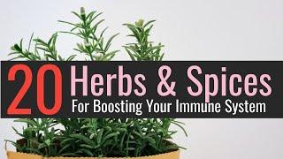 20 Herbs & Spices For Boosting Your Immune System | Blissed Zone