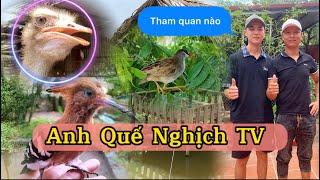 Lần Đầu qua thăm nhà Anh Quế Nghịch TV và các thú cưng trong Nhà || Đạt Bird TV