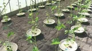 Vegetable growing with the Groasis Technology and save water -  June 1 - 2011 (Part 1)