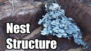 Bonus Clip - Bull Ant Nest structure