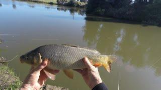 A short video about not much catching #carpfishing #carp #wetlands #maybenexttime