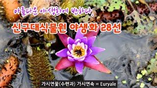 야생화 - 9월 성남 신구대식물원 야생화 28종류 해설, 습지에 자라는 멸종위기식물 소개