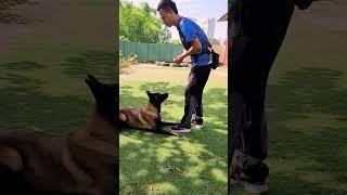 Belgian Malinois Puppy Training  | Basics Obedience | Basics Command | K9 Dog