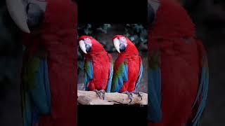 best couple of nature beauty #shorts #birds #couple #best