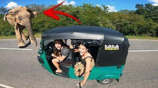 WILD ELEPHANT in Sri Lanka Tuk Tuk Travel Vlog