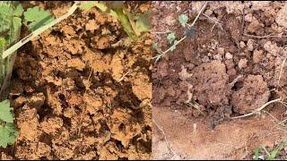 Dawn Dish Washing Liquid for Controlling Fire Ants Follow Up