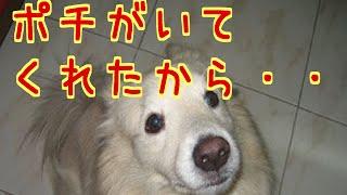 【犬の泣ける話】 ポチがいてくれたから・・・