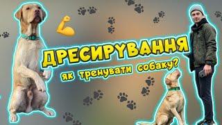 Дресирування собаки! Як дресирувати собаку? Як організувати собаче тренування?