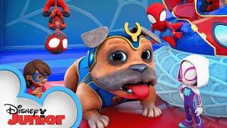 Marvel's Spidey and his Amazing Friends S3 Short #1 | The New WQ |@disneyjrx @MarvelHQ