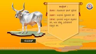 Indian Indigenous Cow Breeds