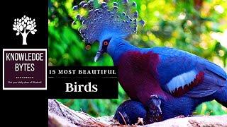 15 Most Beautiful Birds on Earth