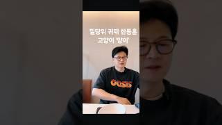 한동훈도 애타게 만드는 밀당의 귀재 후니 고양이 '양이' 여심 잡는것보다 어렵네ㅋㅋㅋ