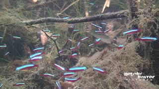 CARDINAL in NATURE / NEON TETRA in NATURE, see the NATURAL HABITAT of PARACHEIRODON AXELRODI!