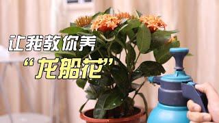 龙船花怎么养？园艺师教你，龙船花的详细养护技巧