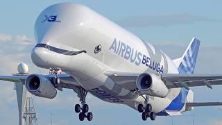 Airbus A330 POWER! What a MACHINE! ALL Variants! Incl Beluga