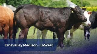 Colm O'Rourke - High Value Weanling Production