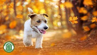 Relaxing music for dogs - Stress Relief Music, Healing Music, Dog's Favorite Music.