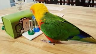 Mickey the Jenday conure doing a little complicated tricks