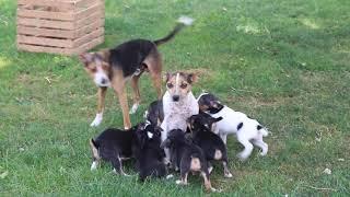 Toy Fox Terrier Puppies For Sale