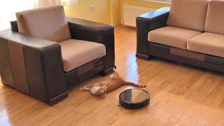 Robot Vacuum Pushes Cat Under Couch!