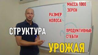 Структура урожая: кущение, стеблестой, озерненность колоса, масса 1000 зерен