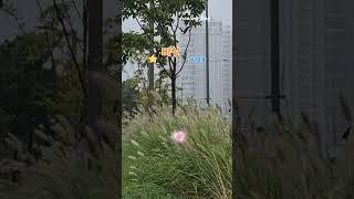 #비상#임영웅#마음힐링 #마음쉼 #평안