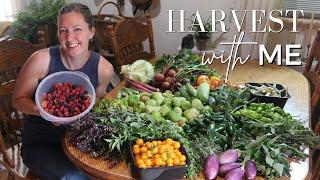 The Garden Keeps GIVING! July 2024 Homestead Garden HARVEST