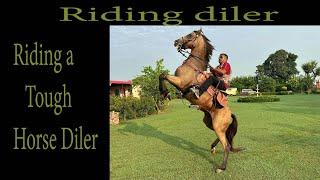 riding a tough horse Diler