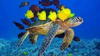 "Sea turtles, ancient ocean travellers, face threats but inspire hope for marine conservation."