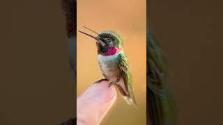 Hummingbird Grace: Tiny Wings, Vibrant Feathers #cute #tinycreatures #shorts