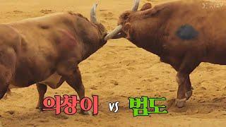 #의창이(홍) vs #범도(청), 범도 2R 승 #청도소싸움왕중왕전  51/1 병-임의4 (241221)