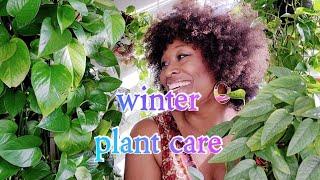 Pothos Plant Care Tips  Winter Season