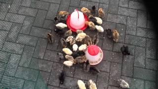 MY BEAUTIFULL BABY CHICKENS