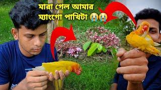 যে কারণে হঠাৎ করেই ম্যাংগো মারা গেল  | Sahin Showkat